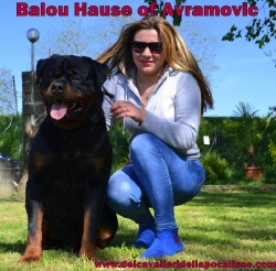 Balou Hause of Avramovic