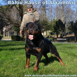 Balou Hause of Avramovic