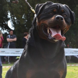 Balou Hause of Avramovic