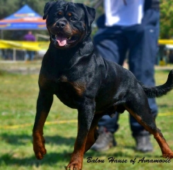 Balou Hause of Avramovic