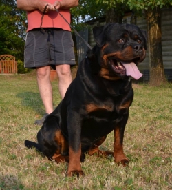 Gino 
