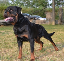 Gino 