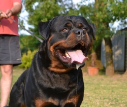 Gino 